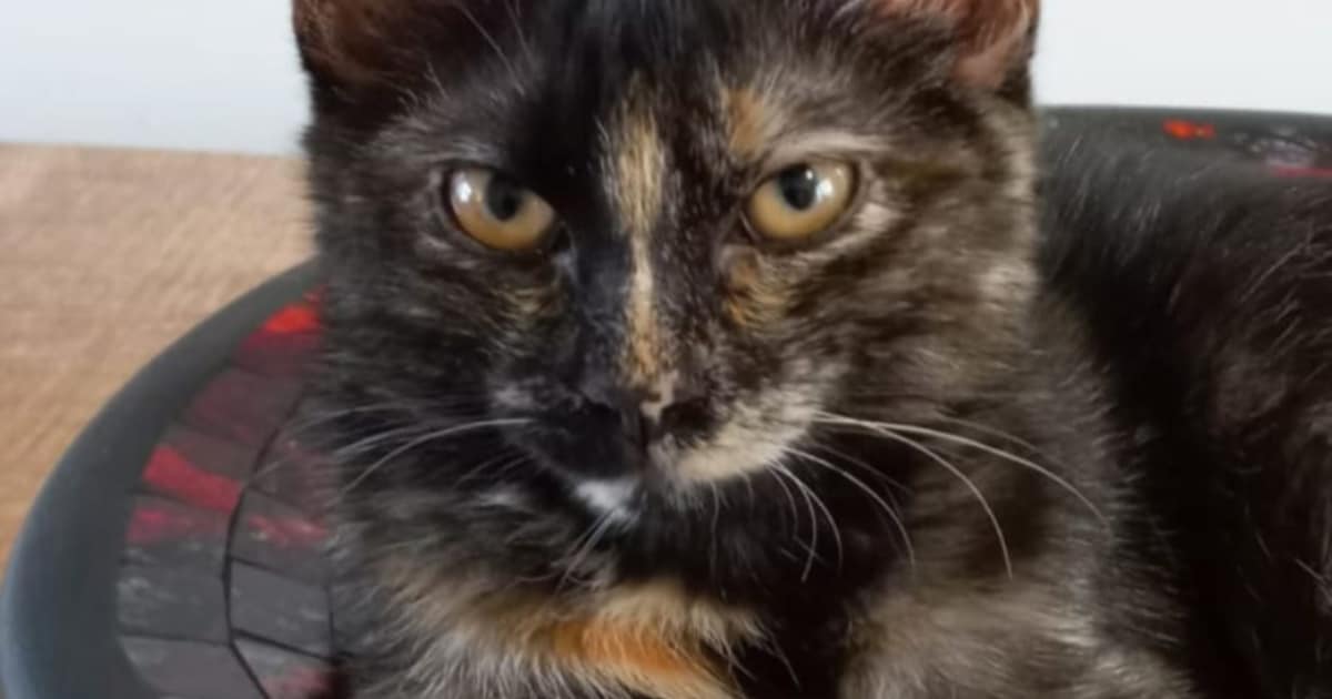Heb jij Sammie, Snoetje of Mimi gezien? Deze vier huisdieren worden in Maastricht vermist