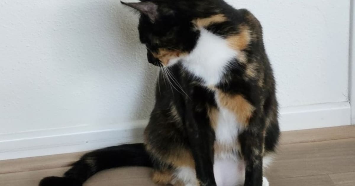 Heb jij Tommy, Cleo of Noortje gezien? Deze vijf huisdieren worden in Noordenveld vermist