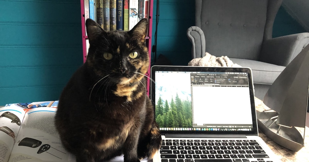 Heb jij Simba gezien? Dit huisdier wordt in De Ronde Venen vermist