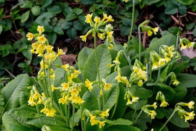 Rondwandeling door Natuurtuin in Zoetermeer