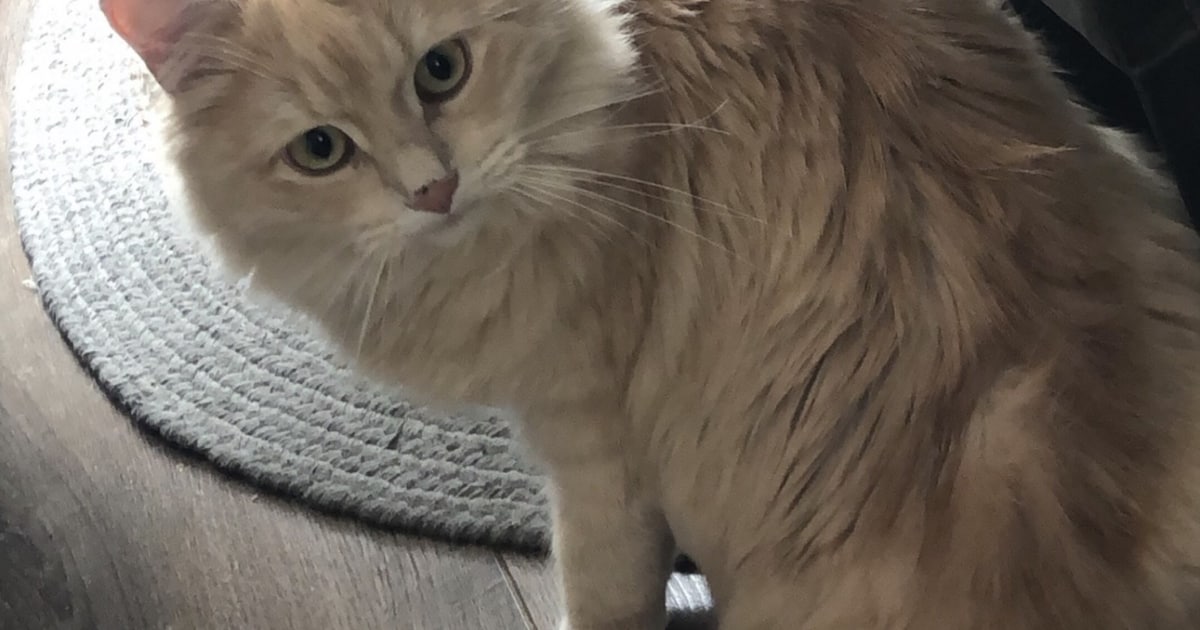 Heb jij Billie, Baby of Lola gezien? Deze drie huisdieren worden in Schagen vermist