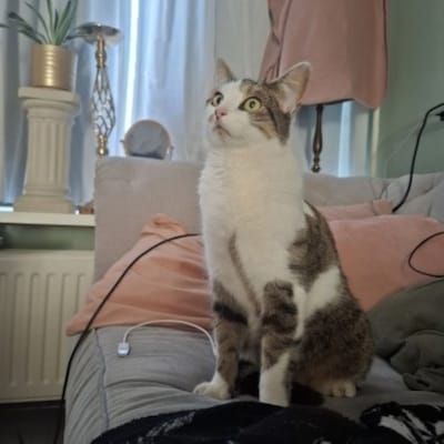 Heb jij Zuko gezien? Dit huisdier wordt in Doetinchem vermist