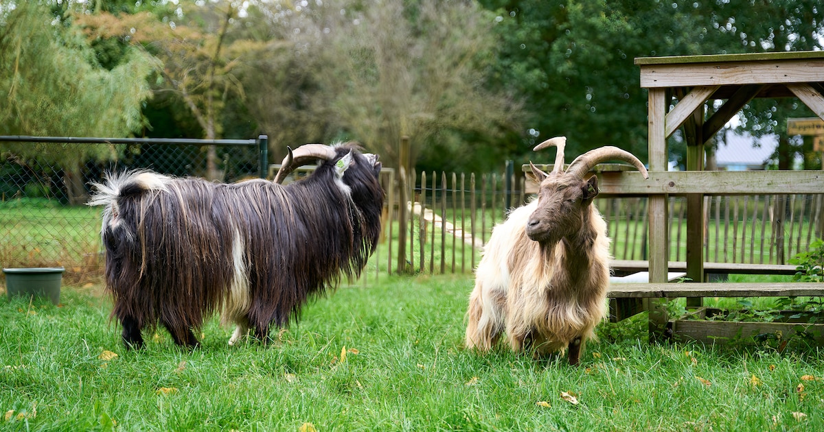 NLdoet in Schijndel: activiteiten bij het Dierenpark