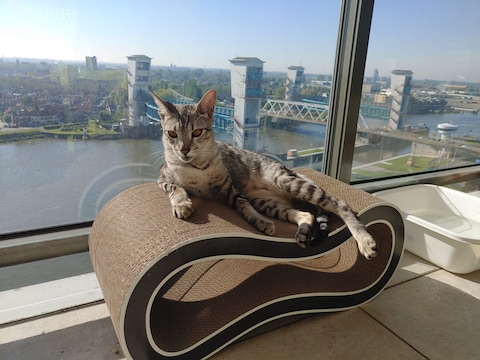 Zijn baasjes vinden het een wonder dat Pinky de val heeft overleefd.