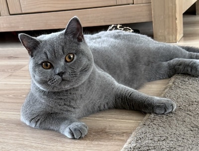 Heb jij Shiba, Fendi of Poesie gezien? Deze zeven huisdieren worden in Oss vermist