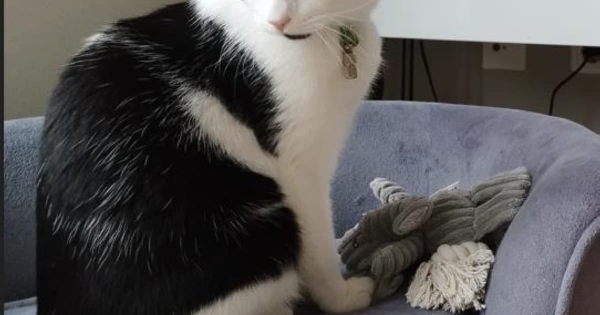 Heb jij Nugget, Sem of S gezien? Deze drie huisdieren worden in Woerden vermist