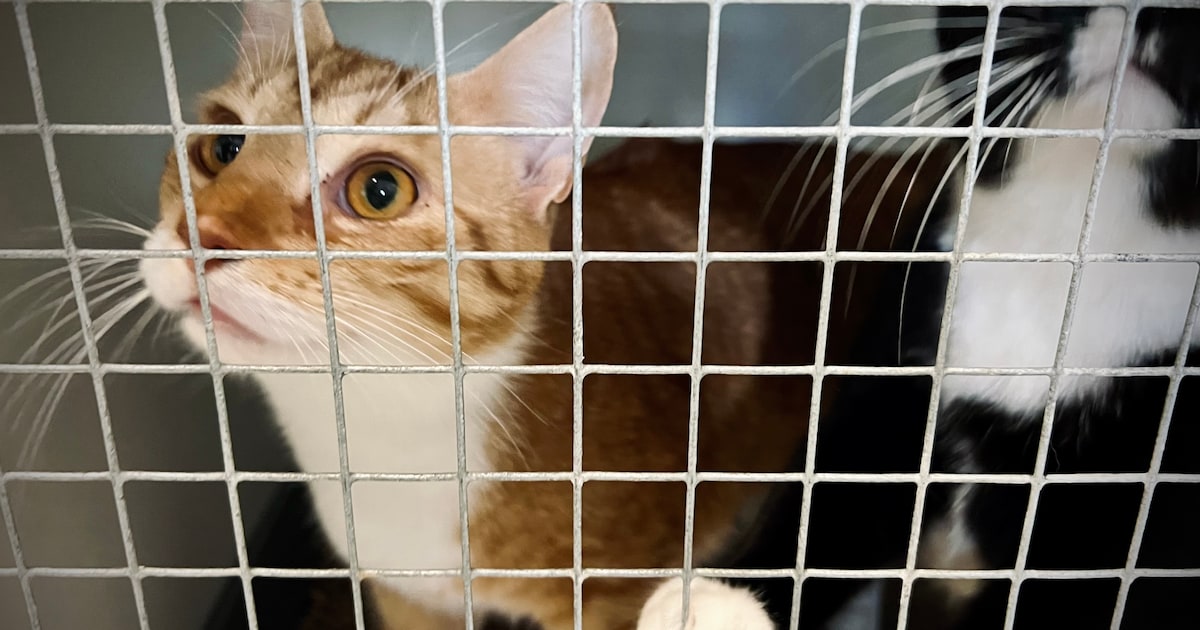 Open dag bij vernieuwd asiel De Kattenmand in Nieuw-Lekkerland