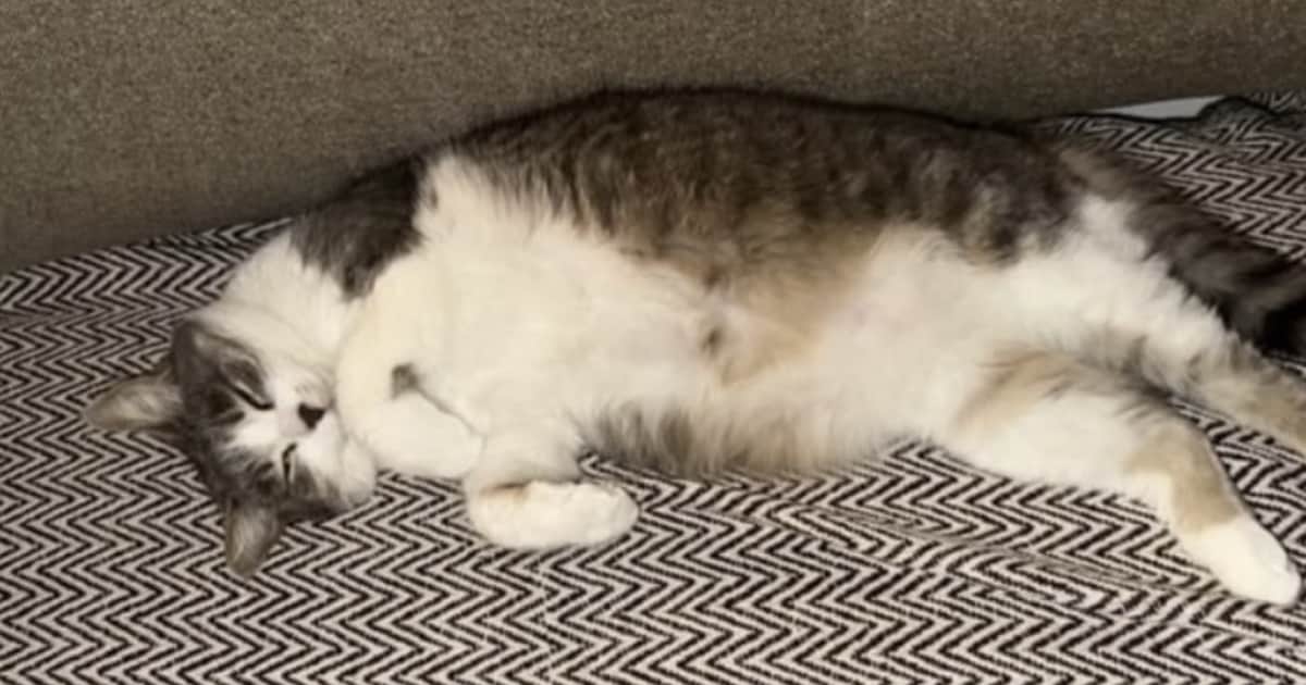 Heb jij Mochi of Dipper gezien? Deze twee huisdieren worden in Nieuwegein vermist