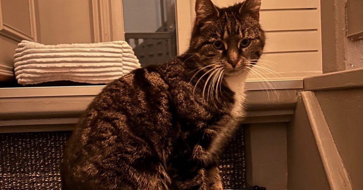 Heb jij Trut, Jack of Loena gezien? Deze drie huisdieren worden in Coevorden vermist
