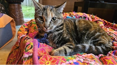 Heb jij Marisol gezien? Dit huisdier wordt in Oosterhout vermist