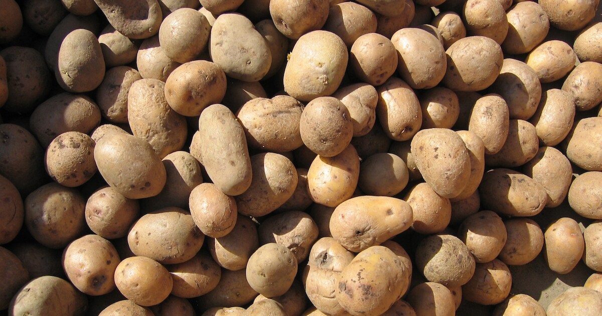 Familie Buijze in Oostburg opent de deuren voor eerste Aardappel Oogst Dag
