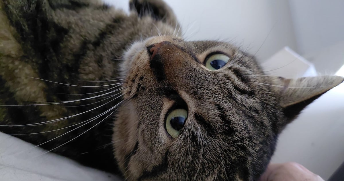 Heb jij Choco of Houbi gezien? Deze twee huisdieren worden in Lansingerland vermist