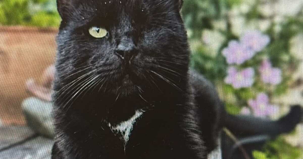 Heb jij Sammy, Poeky Ajam of Tommie gezien? Deze drie huisdieren worden in Assen vermist