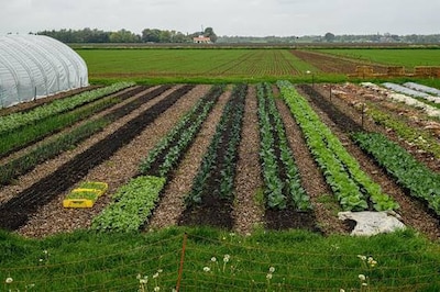 Biesterhof houdt open dag in Millingen aan de Rijn