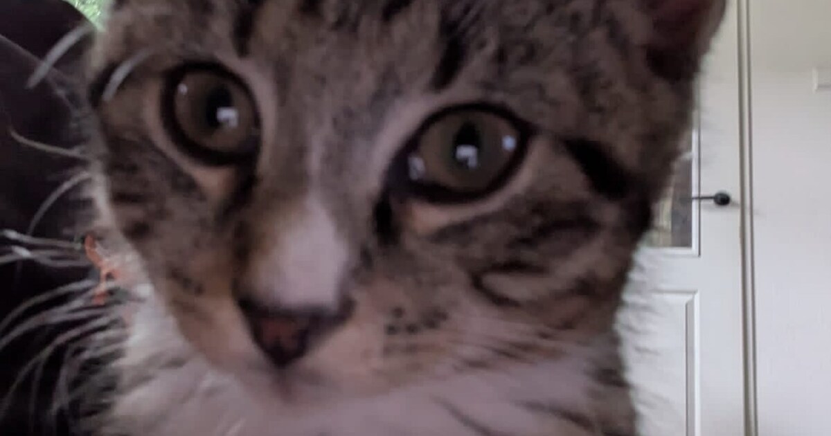 Heb jij Dorus, Raf of Jan gezien? Deze drie huisdieren worden in Ooststellingwerf vermist