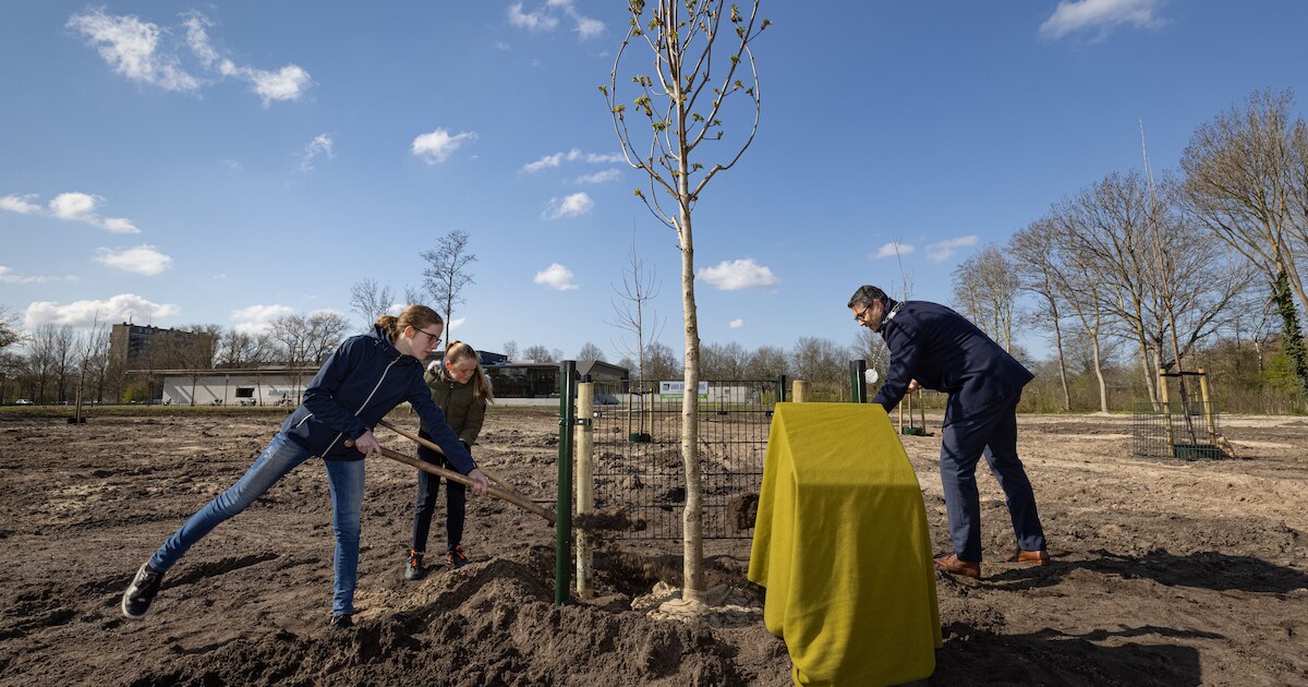 Middenmeer plant 'Anne Frankboom' vanwege 80 jaar vrijheid