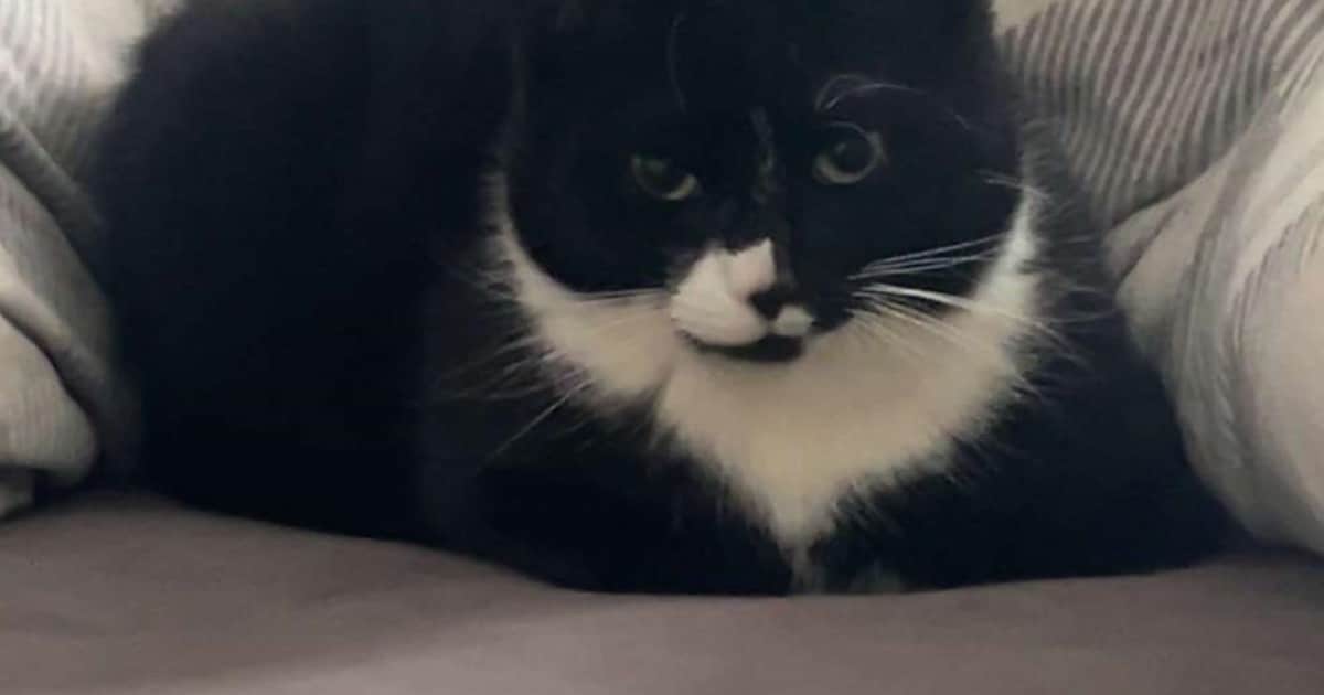 Heb jij Tijger, Rivkah of Soep gezien? Deze drie huisdieren worden in Voorst vermist
