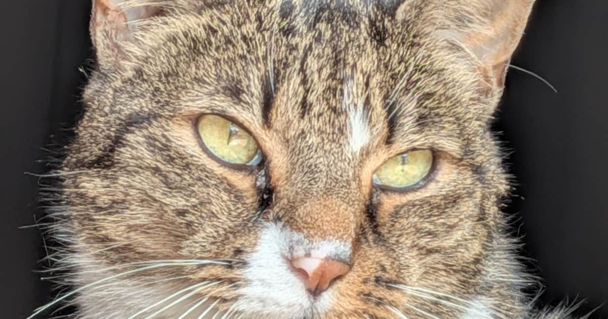 Heb jij Cleopatra gezien? Dit huisdier wordt in Valkenswaard vermist