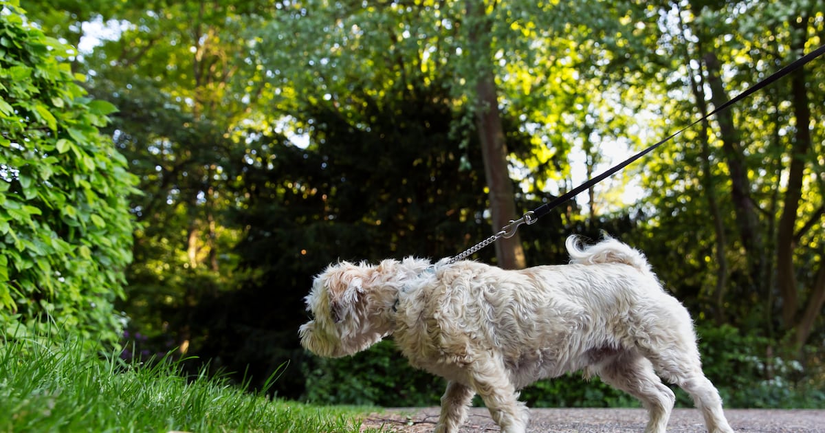 Lansingerland controleert hondenbelasting vanaf volgende week