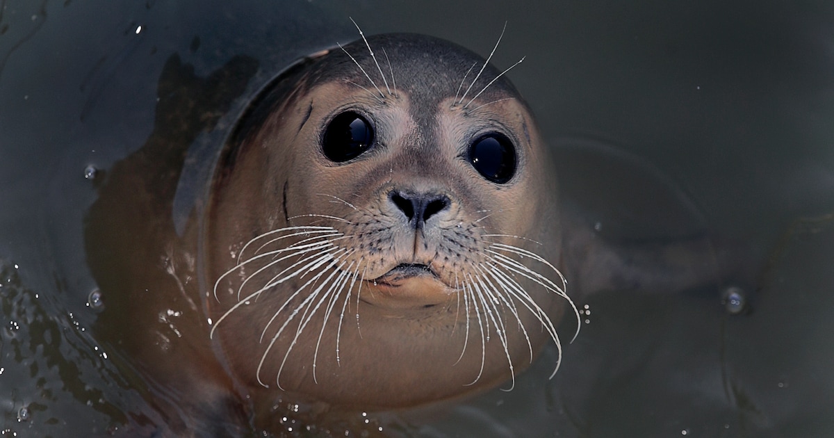 Zeehonden van legosteentjes: interactieve expo bij A Seal in Stellendam