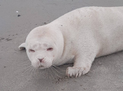 Zeldzame albino-zeehond gevonden op strand bij Neeltje Jans