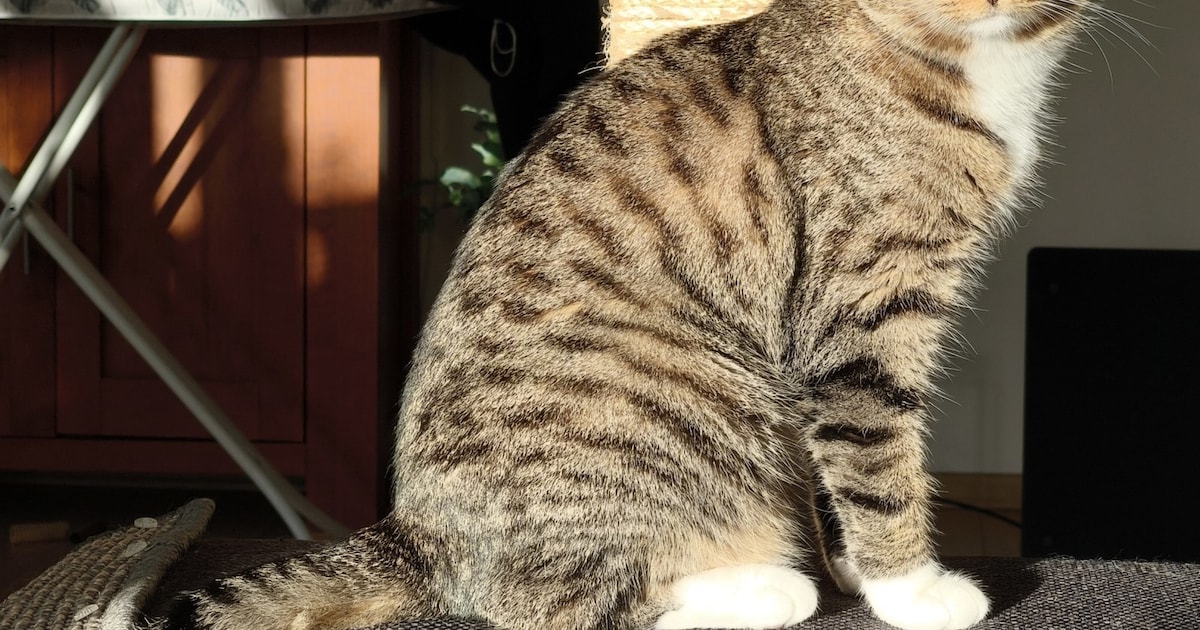 Heb jij Mirin gezien? Dit huisdier wordt in Steenwijkerland vermist