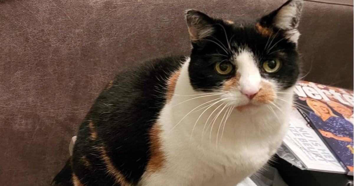 Heb jij Lexie gezien? Dit huisdier wordt in Bernheze vermist