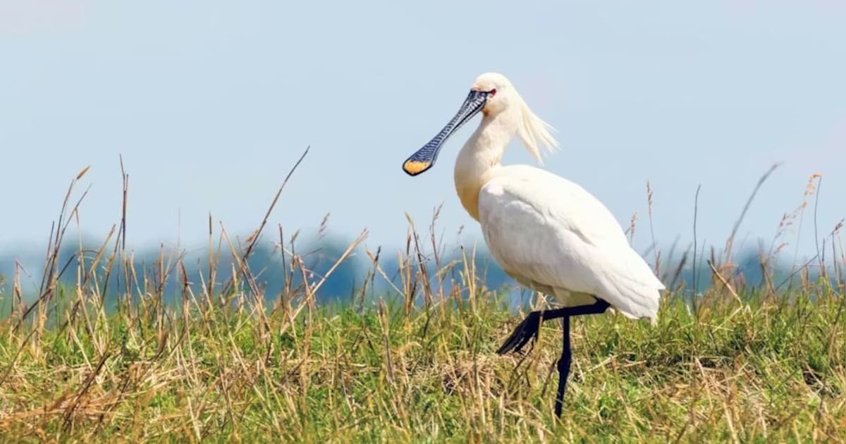 Jonge lepelaar komt verzwakt binnen bij Vogelhospitaal Haarlem