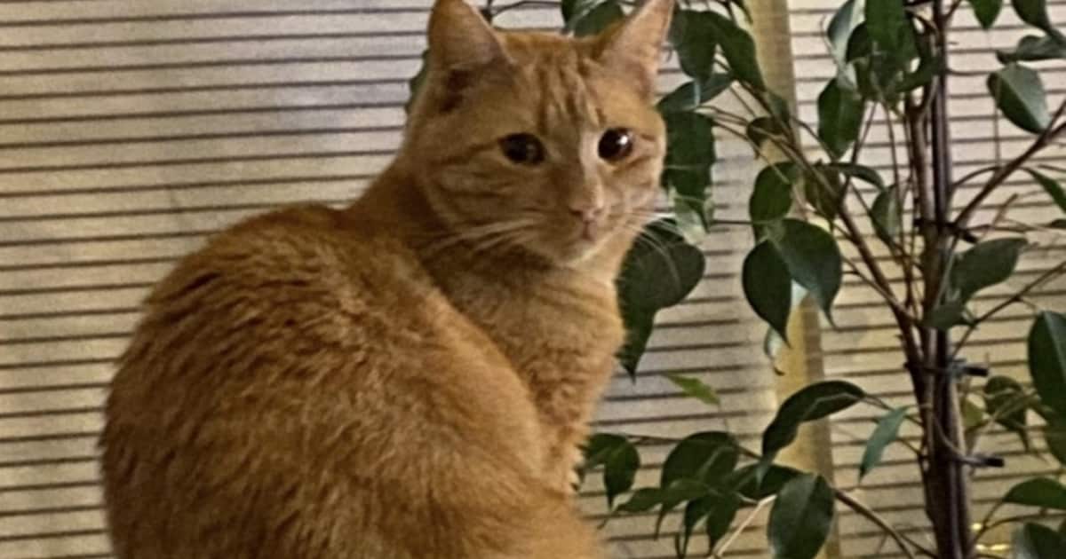 Heb jij Harrie gezien? Dit huisdier wordt in Lansingerland vermist