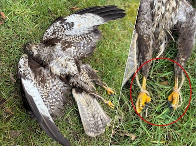 Simone krijgt bericht over een grote vogel in een boom, dan doet ze lugubere ontdekking: ‘Zo raar en