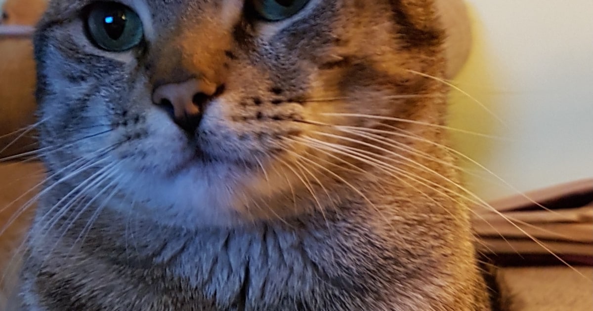 Heb jij Dicky of Karel gezien? Deze twee huisdieren worden in Lisse vermist