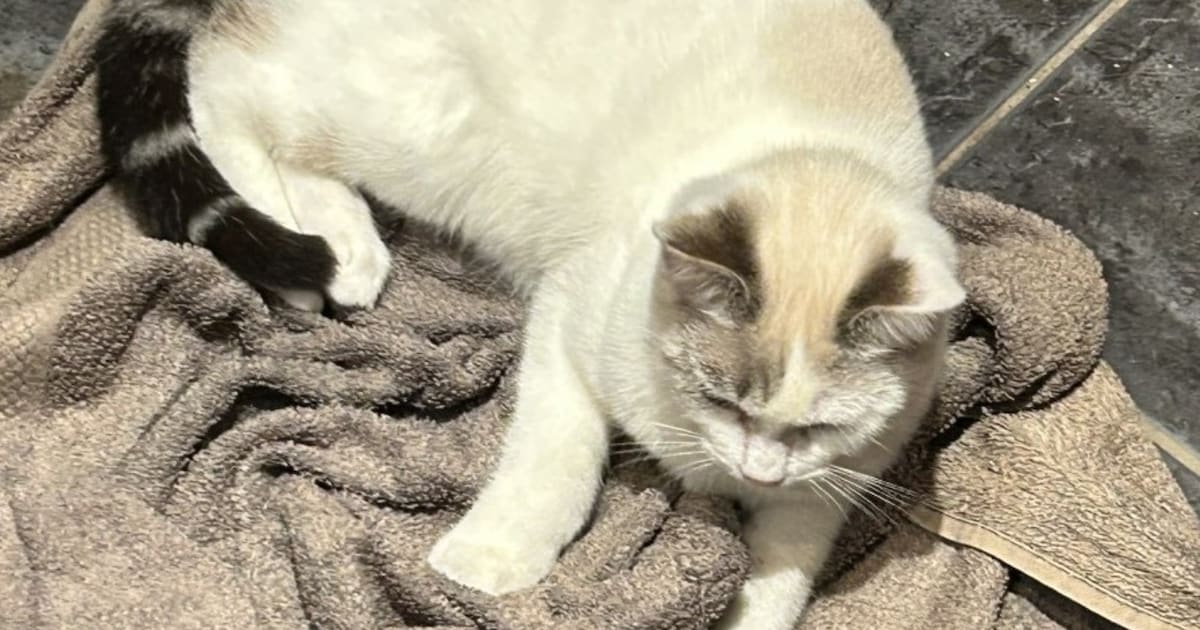 Heb jij Summer gezien? Dit huisdier wordt in Staphorst vermist