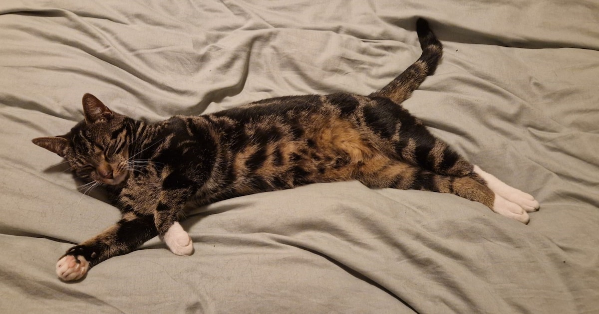 Heb jij Mickey gezien? Dit huisdier wordt in Montfoort vermist