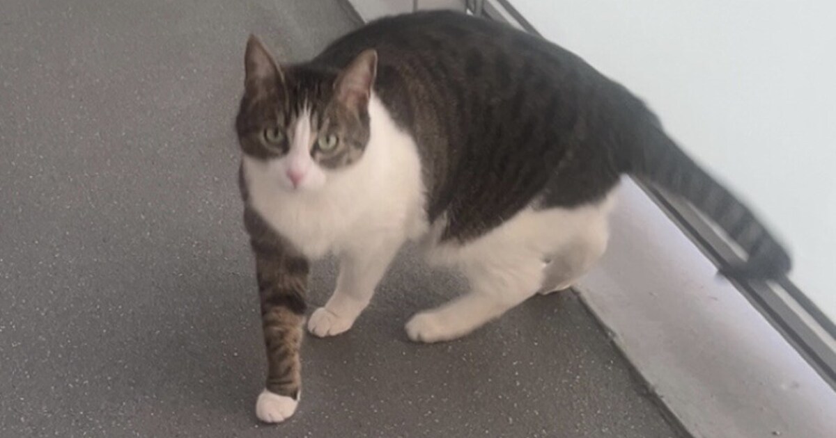Heb jij Teun(tje), Suzy of Pippa gezien? Deze 16 huisdieren worden in Haarlem vermist