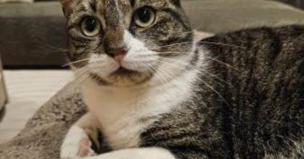 Heb jij Pien of Ruby gezien? Deze twee huisdieren worden in Drechterland vermist