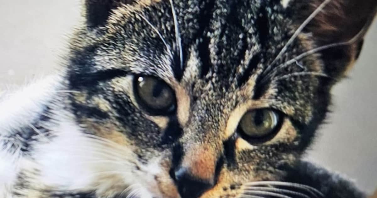 Heb jij Leo gezien? Dit huisdier wordt in Veendam vermist