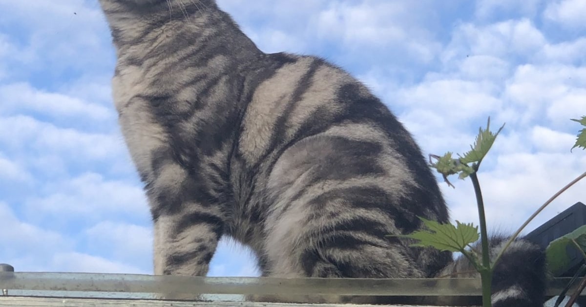 Heb jij Pip of Kirby gezien? Deze twee huisdieren worden in Lisse vermist