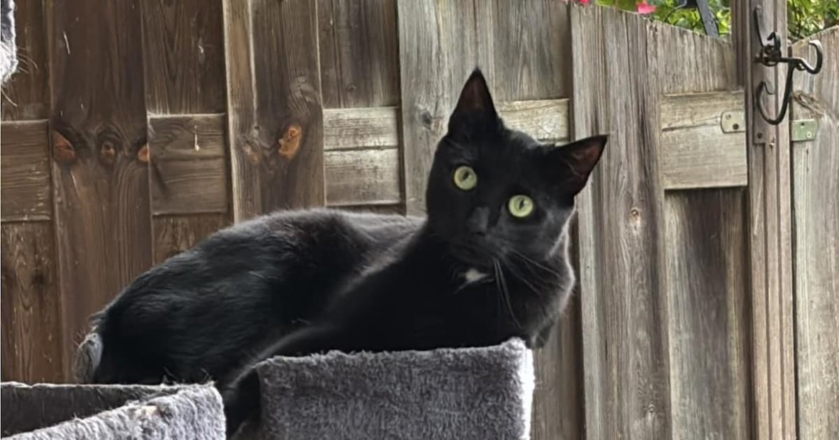 Heb jij Sientje, Storm of Zuko gezien? Deze vier huisdieren worden in IJsselstein vermist
