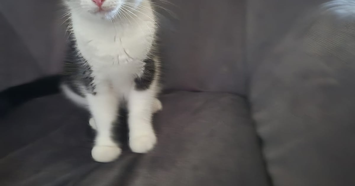 Heb jij Nala gezien? Dit huisdier wordt in Halderberge vermist