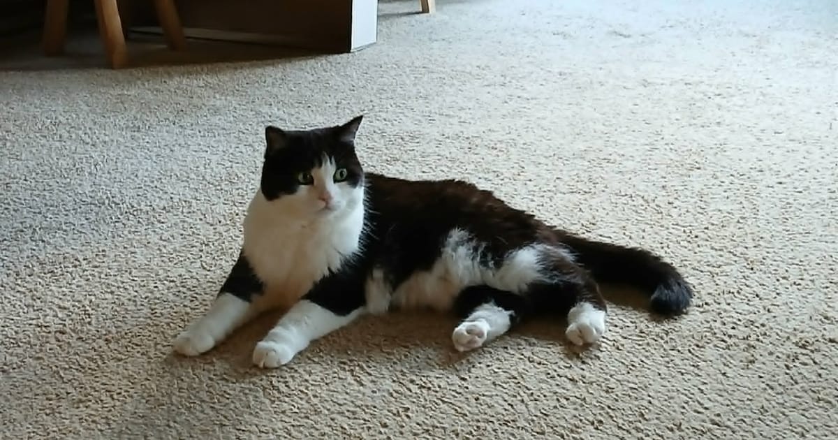 Heb jij Mobi, Chucky of Blackie gezien? Deze drie huisdieren worden in Coevorden vermist