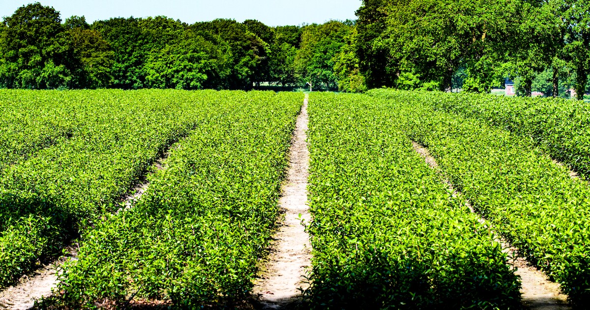 Bewoners en sierteeltbedrijven gaan met elkaar in gesprek in Steenwijkerland