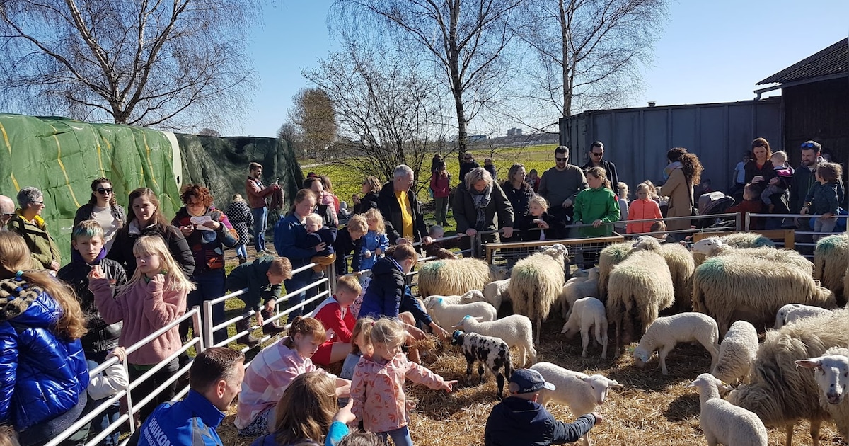 Door ‘vaccinatiegedoe’ is deze lammetjesdag gecanceld: ‘We zouden geld moeten toeleggen’