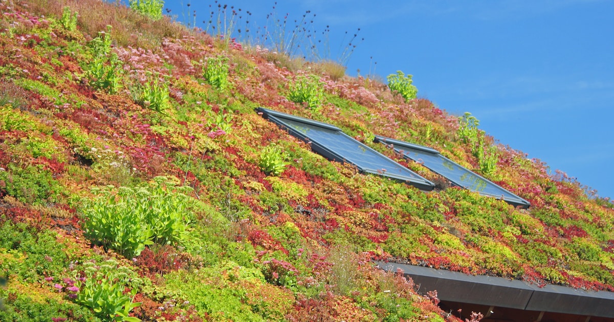 Katwijk verhoogt subsidie voor groene daken tot 1.000 euro per woning