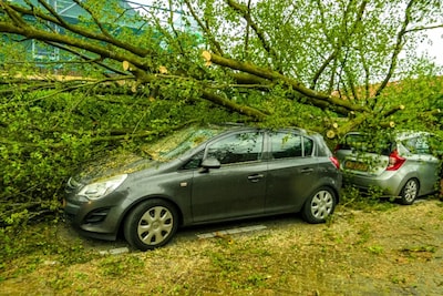 Boom waait op geparkeerde auto’s in Enschede tijdens noodweer