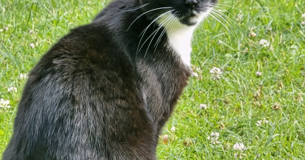 Heb jij Zorro gezien? Dit huisdier wordt in Tytsjerksteradiel vermist