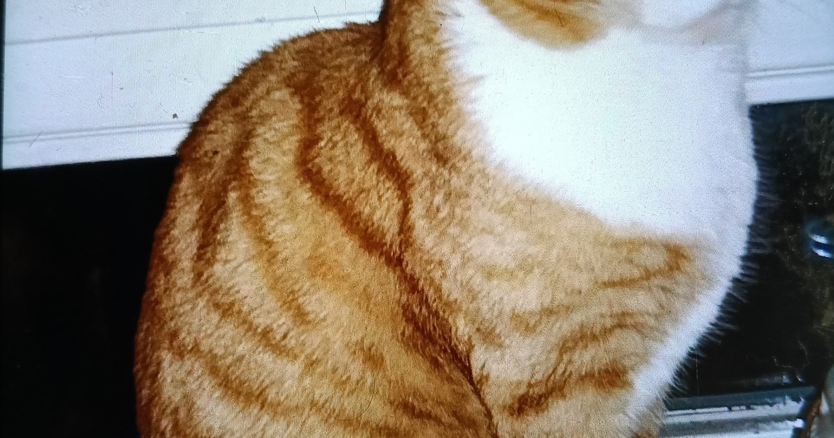 Heb jij Chief of Yuna gezien? Deze twee huisdieren worden in Baarn vermist