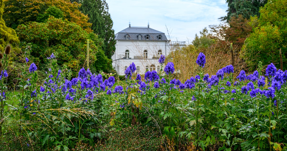 Arboretum Kalmthout opnieuw bekroond: derde jaar op rij publieksprijs van Britse Royal Horticultural