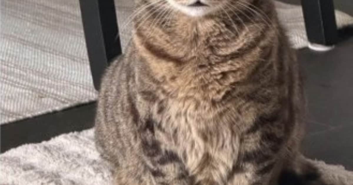 Heb jij Sakora, Marley of Ivy gezien? Deze vier huisdieren worden in Zoetermeer vermist