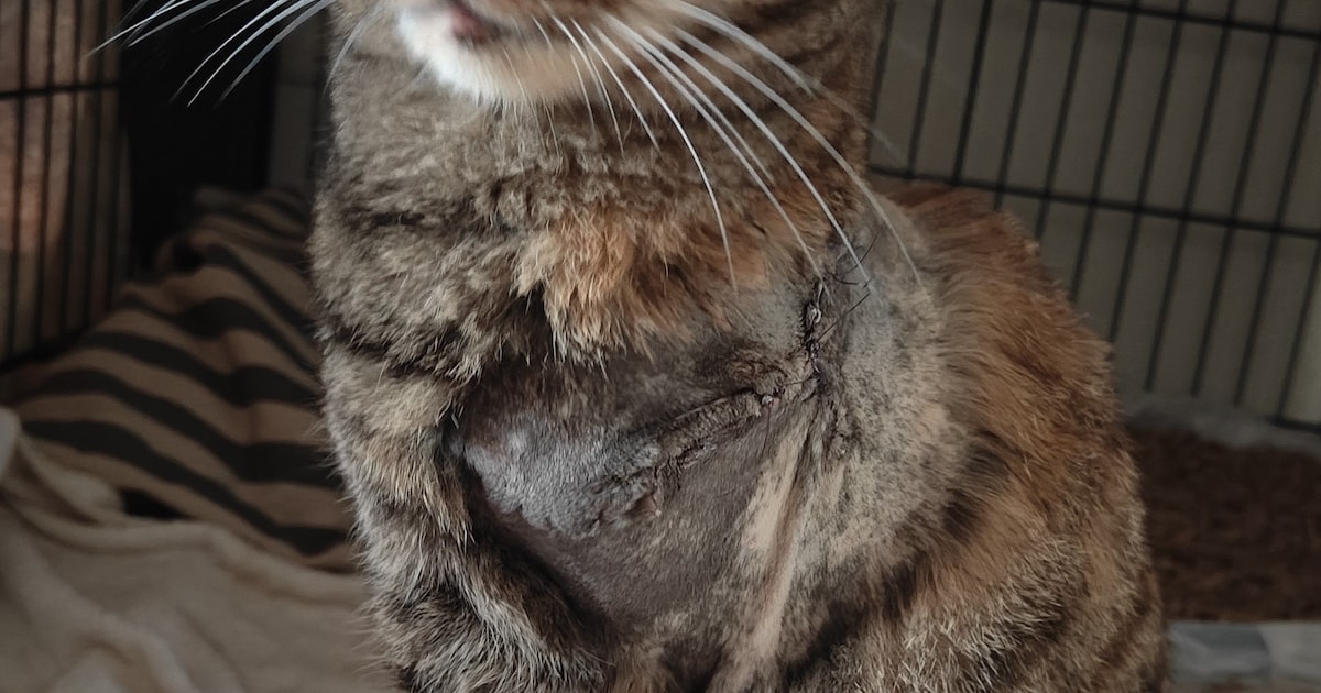 Heb jij Penta gezien? Dit huisdier wordt in IJsselstein vermist