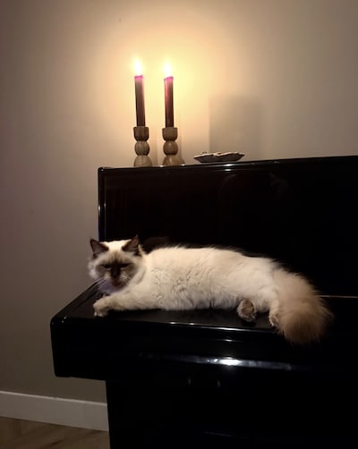 Heb jij Nilo, Pip of Simon gezien? Deze vijf huisdieren worden in Veenendaal vermist